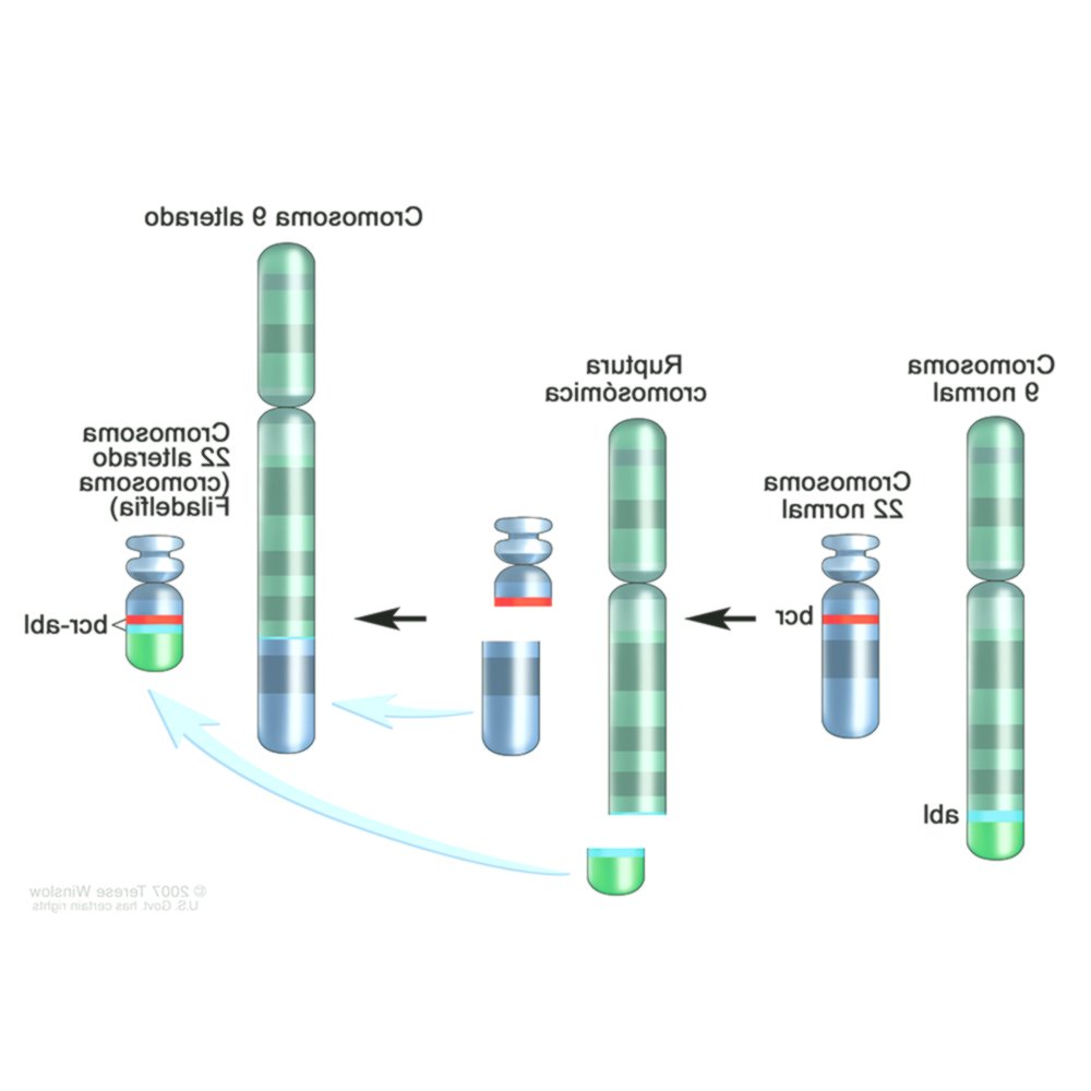 Филадельфийская хромосома это. BCR ABL фото Гена. Hromozom.